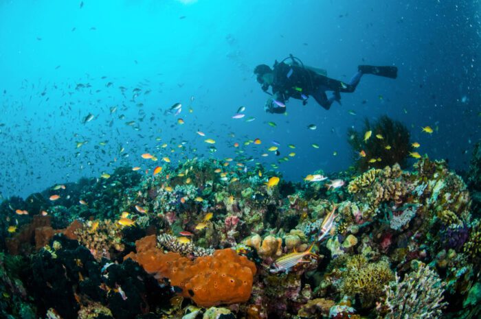 Diving around Lombok island