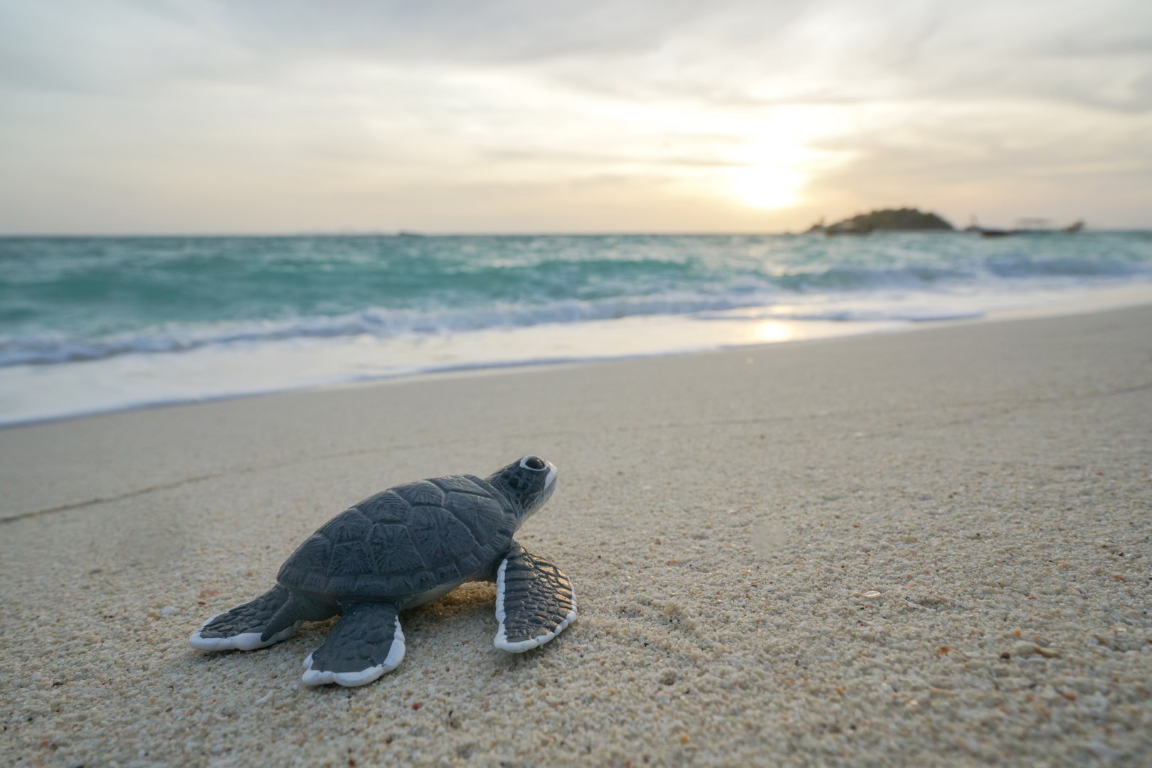 Turtle Conservations in Meru Betiri National Park