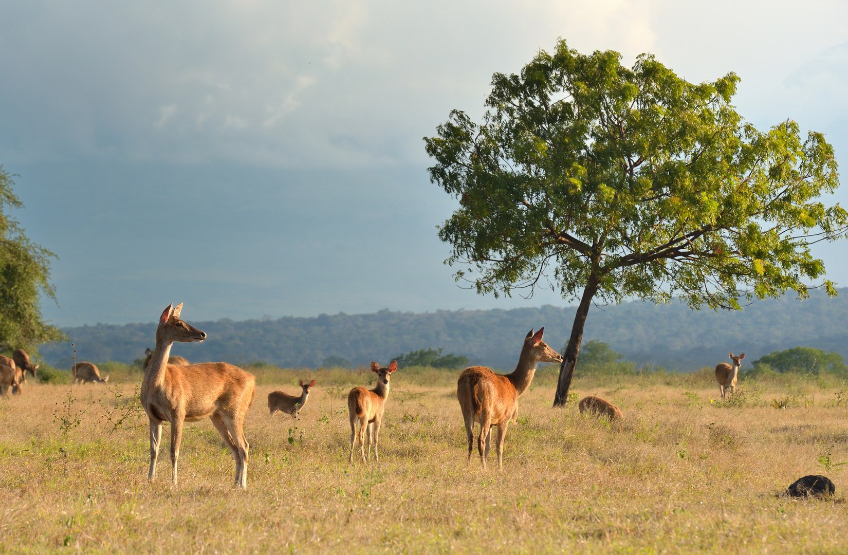 Savana in Baluran National Park