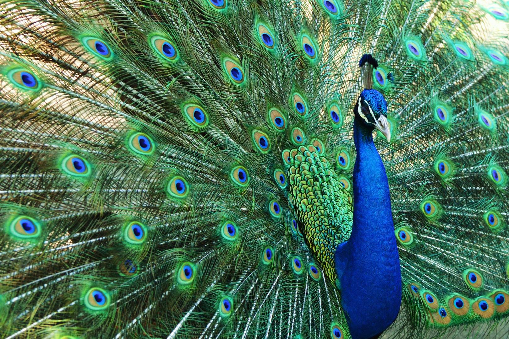 Green Peacocks in Alas Purwo