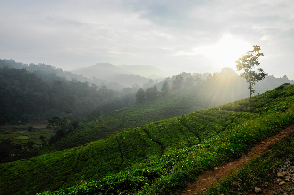 Tea plantations in Bogor